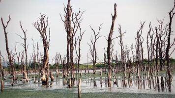 Destroyed mangrove forest scenery, Mangrove forests are destroyed and loss from the expansion of habitats. Expansion of habitats destruction the environment,mangrove forests degradation video