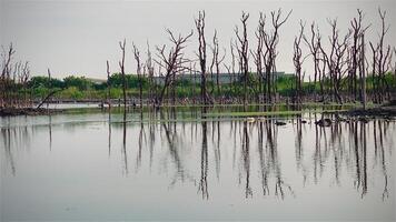 Destroyed mangrove forest scenery, Mangrove forests are destroyed and loss from the expansion of habitats. Expansion of habitats destruction the environment,mangrove forests degradation video