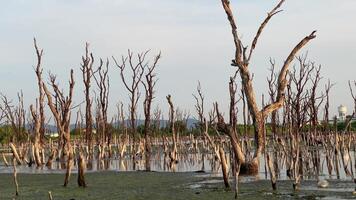 Destroyed mangrove forest scenery, Mangrove forests are destroyed and loss from the expansion of habitats. Expansion of habitats destruction the environment,mangrove forests degradation video
