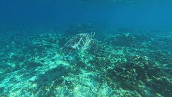 Exploring Lombok Colorful Reefs with Sea Turtles video