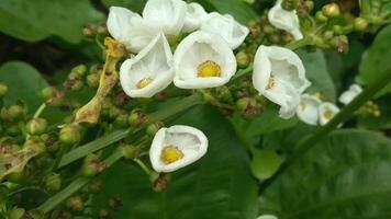 Echinodorus cordifolius flowers in bloom, the spade-leaf sword or creeping burhead with a background of leaves video
