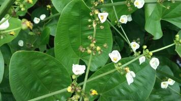 Echinodorus cordifolius flowers in bloom, the spade-leaf sword or creeping burhead with a background of leaves video