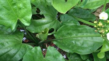 Echinodorus cordifolius flowers in bloom, the spade-leaf sword or creeping burhead with a background of leaves video