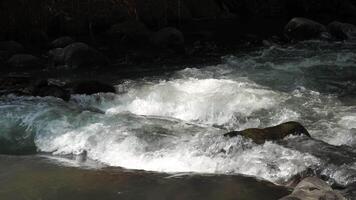A river in a forest with a lot of rocks in Klaten, Central Java, Indonesia. video