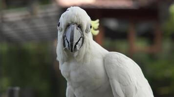 Sulphur-crested cockatoo, a white parrot with a yellow beak stands on a ledge eating. video