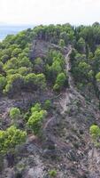 Aerial view of a forested hillside with trees video