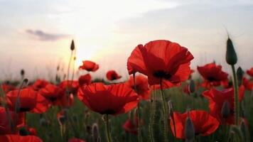 Field of Red Poppies in Countryside with Breeze Moving Stems and Petals Against Soft Sunset Sky video
