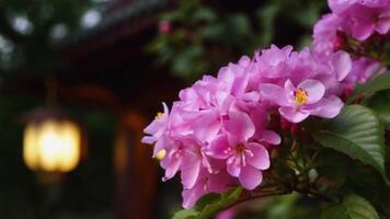 Close Up of Blooming Jasmine Flowers at Dusk with Soft Lantern Glow video