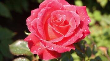schließen oben von ein Blühen Rose mit Tau Tropfen und Sanft Sonnenlicht video
