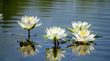 White Lilies Blooming in Still Pond with Gentle Ripples and Reflections Creating Calming Zen Atmosphere video