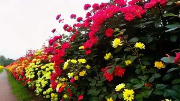 A Path Lined with Flowering Bushes Camera Moving Slowly to Capture Colors and Details video