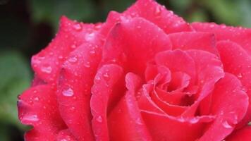 Raindrops on Rose Petals Soft Focus and Diffused Light Enhancing Colors and Texture video