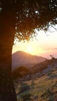 A tree stands in the foreground of a sunset video