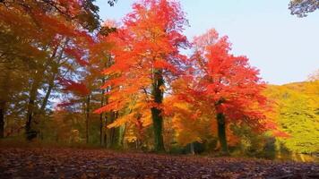 A forest with many trees with red leaves video