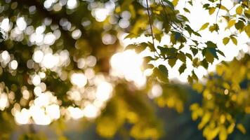 The sun is shining through the leaves of a tree video