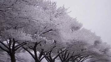 A row of trees covered in snow video
