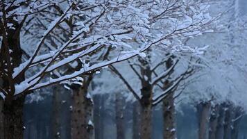 A row of trees covered in snow video