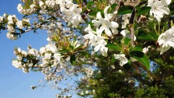 White flowers on a tree in the spring video