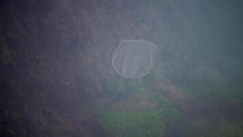 Ctenophores, predatory comb jellyfish invader to the Black Sea, jellyfish Beroe ovate, devouring Mnemiopsis leidy. The northern part of the Black Sea video