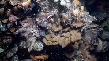 Botryllus schlosseri, commonly known as the star ascidian or golden star tunicate, is a colonial ascidian tunicate that grows on slow-moving, submerged objects video