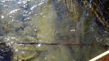 Thin crystal ice swaying on the water in the lake Yalpug, Ukraine video