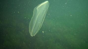 Ctenophores, predatory comb jellyfish invader to the Black Sea, jellyfish Beroe ovate, devouring Mnemiopsis leidy. The northern part of the Black Sea video
