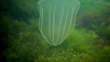 Ctenophores, predatory comb jellyfish invader to the Black Sea, jellyfish Beroe ovate, devouring Mnemiopsis leidy. The northern part of the Black Sea video