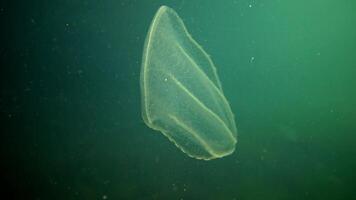 Ctenophores, predatory comb jellyfish invader to the Black Sea, jellyfish Beroe ovate, devouring Mnemiopsis leidy. The northern part of the Black Sea video