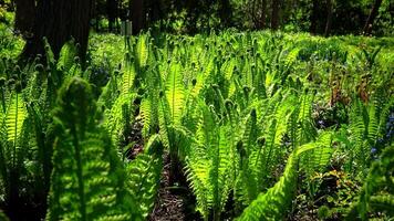 Young green fern leaves unfold in spring in the garden, Ukraine video
