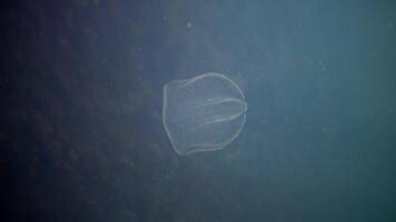 Ctenophores, predatory comb jellyfish invader to the Black Sea, jellyfish Beroe ovate, devouring Mnemiopsis leidy. The northern part of the Black Sea video
