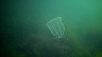 Ctenophores, predatory comb jellyfish invader to the Black Sea, jellyfish Beroe ovate, devouring Mnemiopsis leidy. The northern part of the Black Sea video
