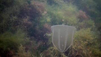 Ctenophores, predatory comb jellyfish invader to the Black Sea, jellyfish Beroe ovate, devouring Mnemiopsis leidy. The northern part of the Black Sea video