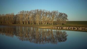 Herd of sheep go along a beautiful lake, in which trees are reflected, Bolgradsky district, Ukraine video