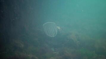 Ctenophores, predatory comb jellyfish invader to the Black Sea, jellyfish Beroe ovate, devouring Mnemiopsis leidy. The northern part of the Black Sea video