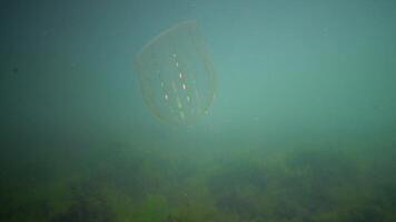 Ctenophores, predatory comb jellyfish invader to the Black Sea, jellyfish Beroe ovate, devouring Mnemiopsis leidy. The northern part of the Black Sea video