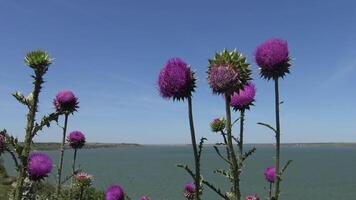 Carduus nutans, nodding thistle - weed, on the flowers of which there are many different insects video