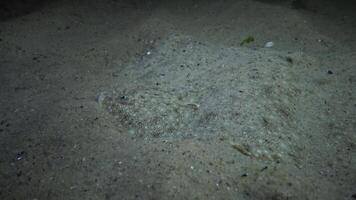 Head of Sand sole through which crawling hermit crabs video