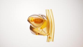 Loop rotation of transparent golden liver organ, 3d rendering. video