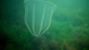 Ctenophores, predatory comb jellyfish invader to the Black Sea, jellyfish Beroe ovate, devouring Mnemiopsis leidy. The northern part of the Black Sea video