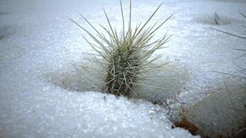 Cacti in the snow, cold winter in nature, desert plants survive frost in the snow video