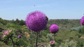 Carduus nutans, nodding thistle - weed, on the flowers of which there are many different insects video