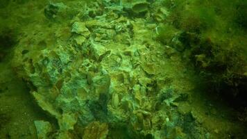 Pholas dactylus or common piddock is a bioluminescent clam-like species of marine mollusc found on the coasts of the North Atlantic and the Mediterranean Sea. It bores into gneiss video