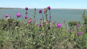 Carduus nutans, nodding thistle - weed, on the flowers of which there are many different insects video