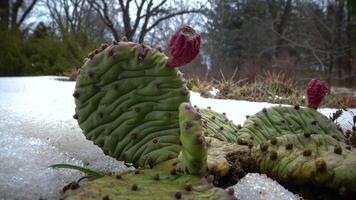 Cacti in the snow, cold winter in nature, desert plants survive frost in the snow video