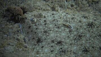 Head of Sand sole through which crawling hermit crabs video