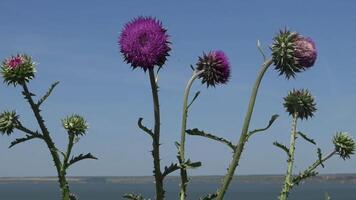 Carduus nutans, nodding thistle - weed, on the flowers of which there are many different insects video