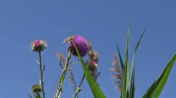 Carduus nutans, nodding thistle - weed, on the flowers of which there are many different insects video