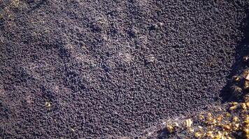 Accumulation of collembola on the surface in odes in the salty Tiligul estuary, Black Sea, Ukraine video