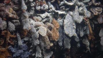 Botryllus schlosseri, commonly known as the star ascidian or golden star tunicate, is a colonial ascidian tunicate that grows on slow-moving, submerged objects video
