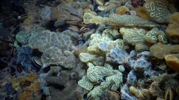 Botryllus schlosseri, commonly known as the star ascidian or golden star tunicate, is a colonial ascidian tunicate that grows on slow-moving, submerged objects video